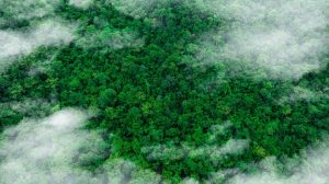 The green lining of the cloud