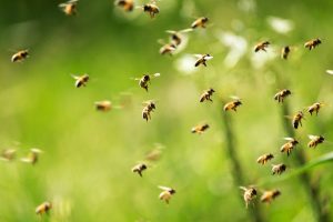 Camera that sees world like animals has ‘wide range of uses’