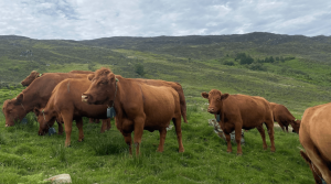 The cattle farmers’ guide to harvesting technology