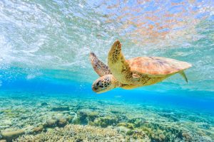 Tēnaka and Orange Business partner to scale coral reef restoration