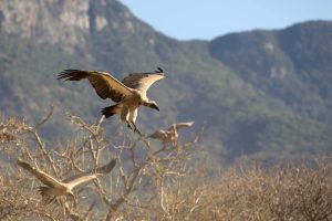 Wildlife trust uses IoT and 5G to protect African birds and big game